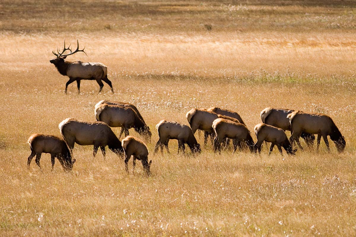 elk herd in wyoming web