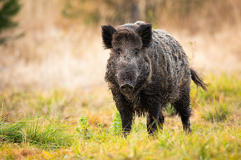 Wild boar standing on meadow in autumn nature